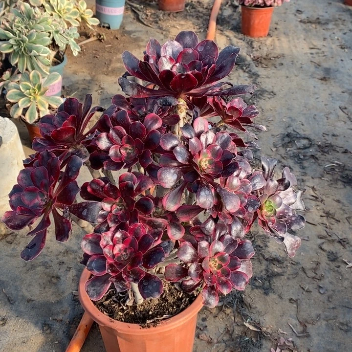 丽娜多肉植物22。