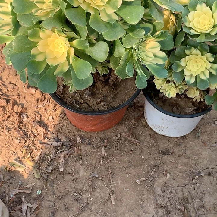 萍**逢多肉植物心尼亚168两颗有砍