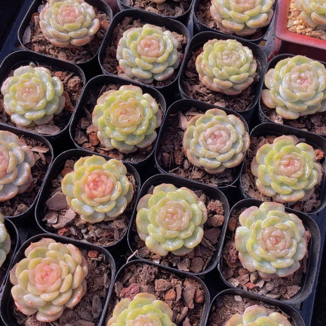 量拍108号 白色恋人单头一个