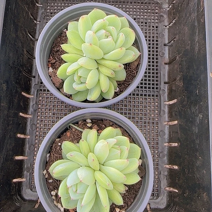 花时光精品多肉121