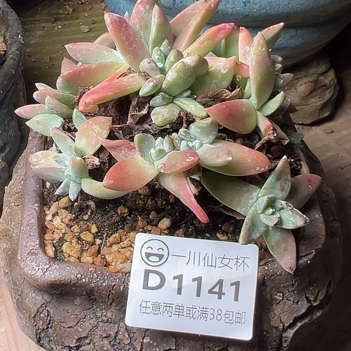 1141白雪仙女杯多肉