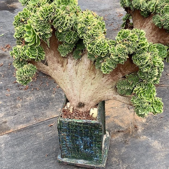 绿豆沙缀脱土发货