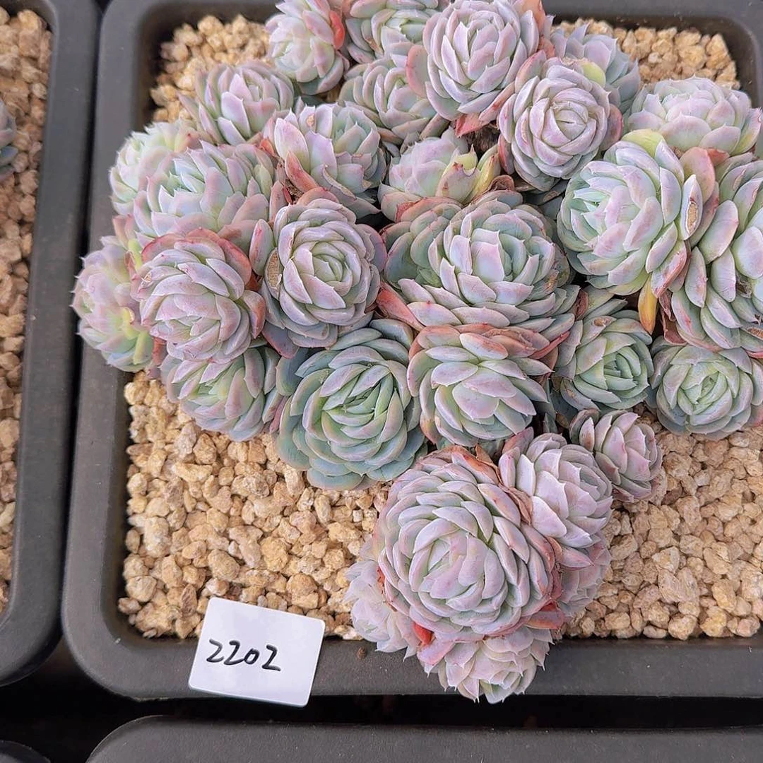 ?****?2202希纳多肉植物