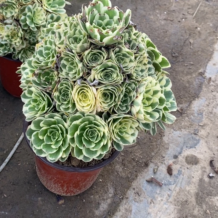迈巴赫132多肉植物法师叶子被咬伤了