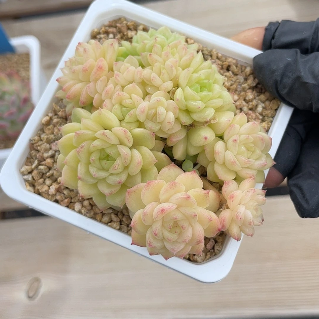 优选麦杆福利241