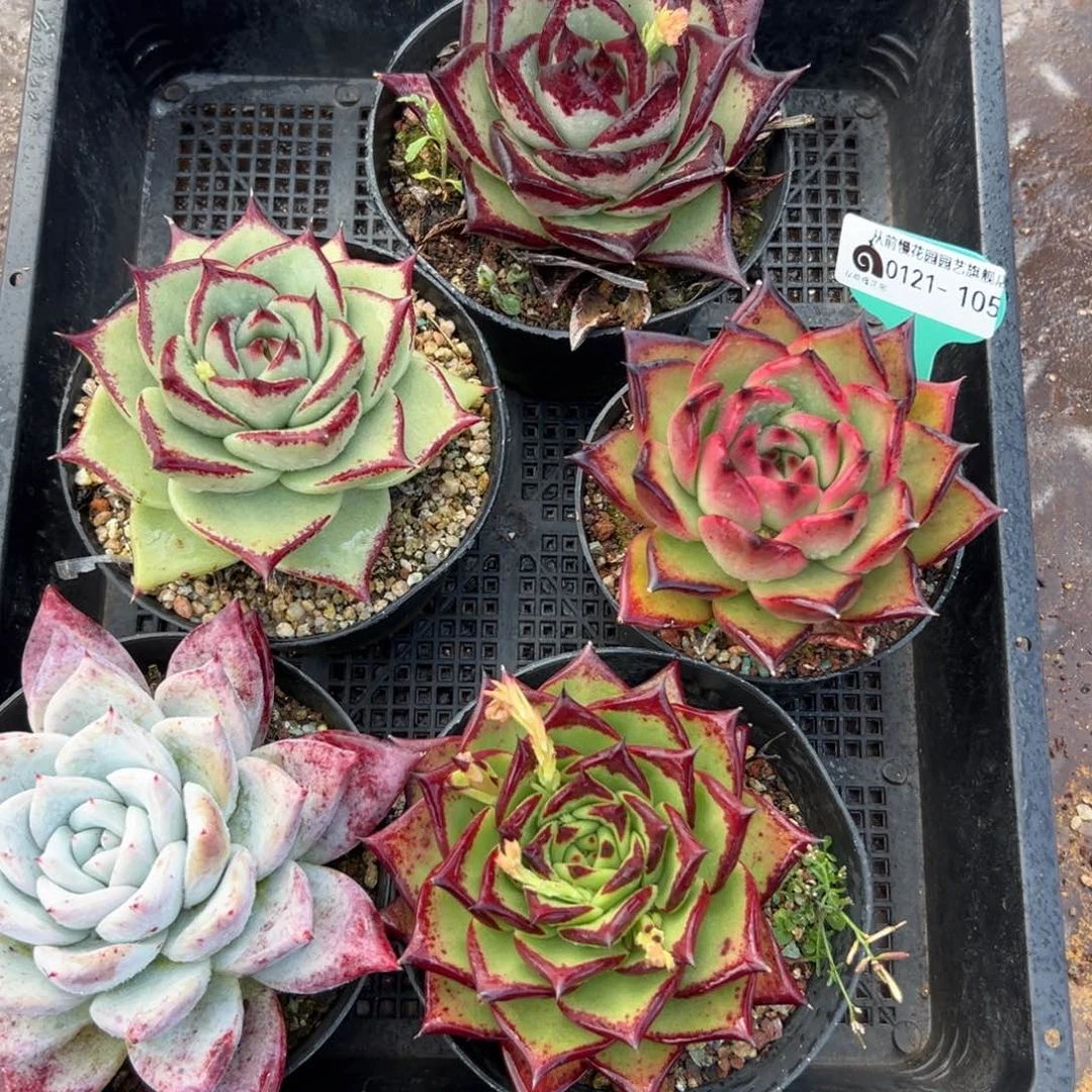 多肉编号0121-105