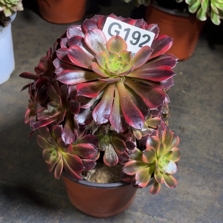 瑞妈，，，，，192水果糖