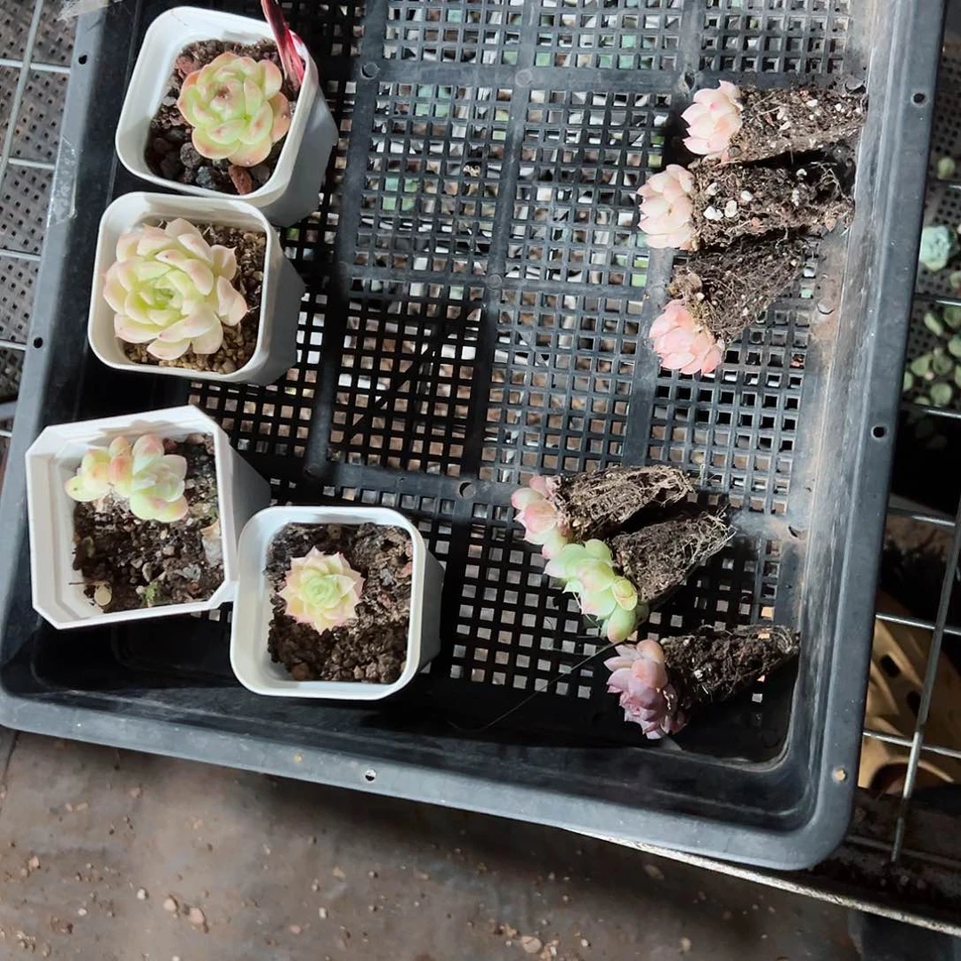 精品多肉十八包邮