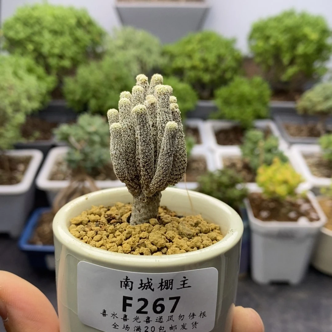 267黑人柱枝干番杏