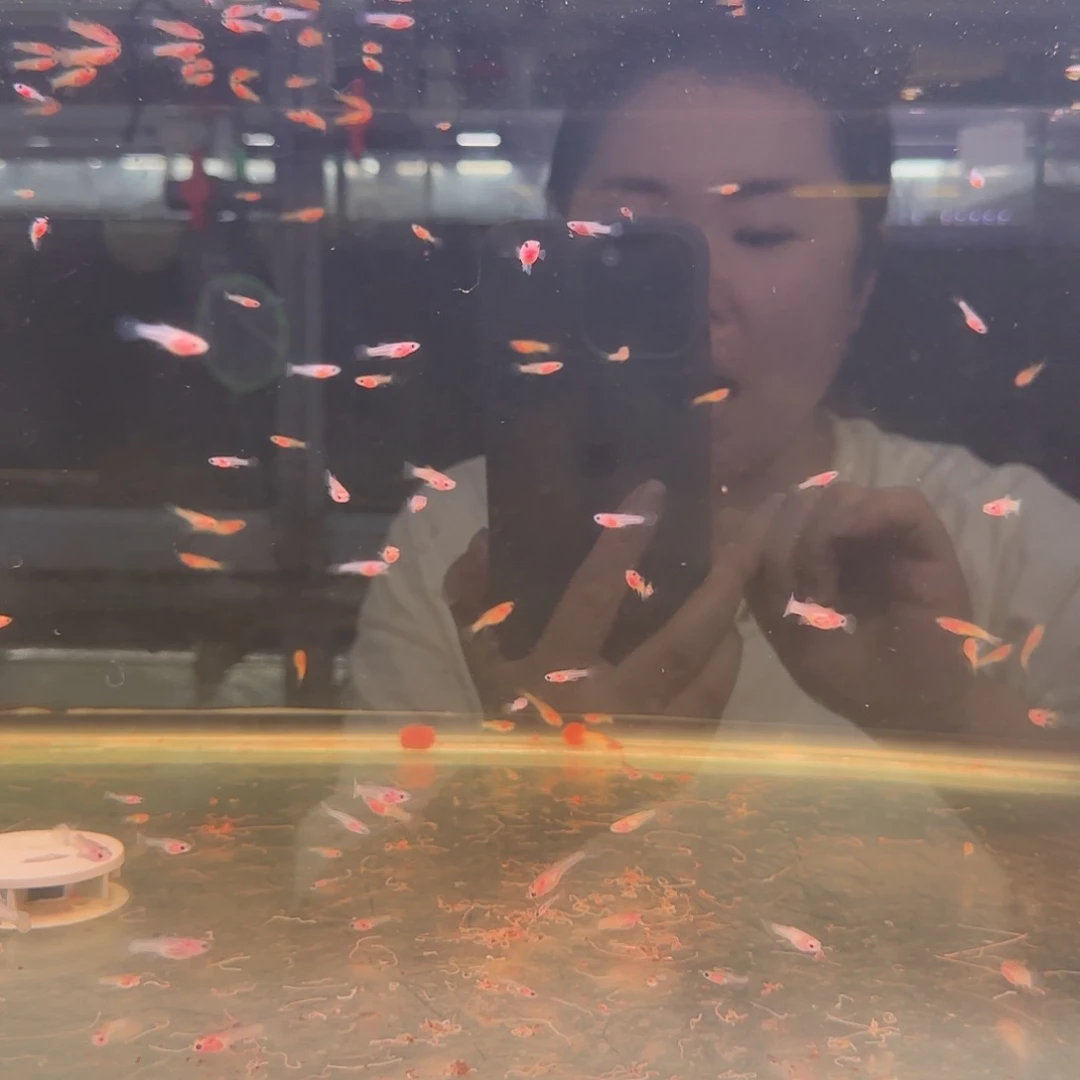 孔雀鱼粉猫玻璃苗10条