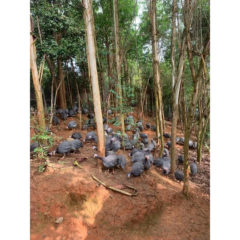 林下散养 会飞的鸡