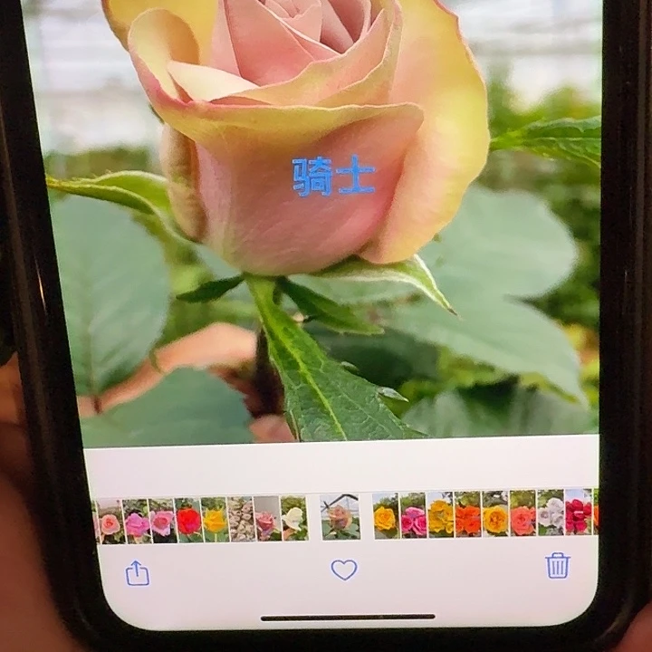 无花朵骑士一加仑