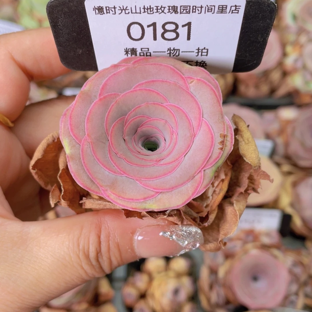 山地玫瑰0181裸根发货断枝不包损不售后