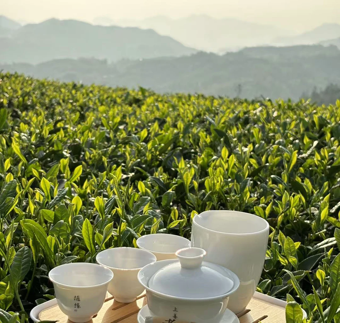 【代拍链接】福鼎白茶 白牡丹茶
