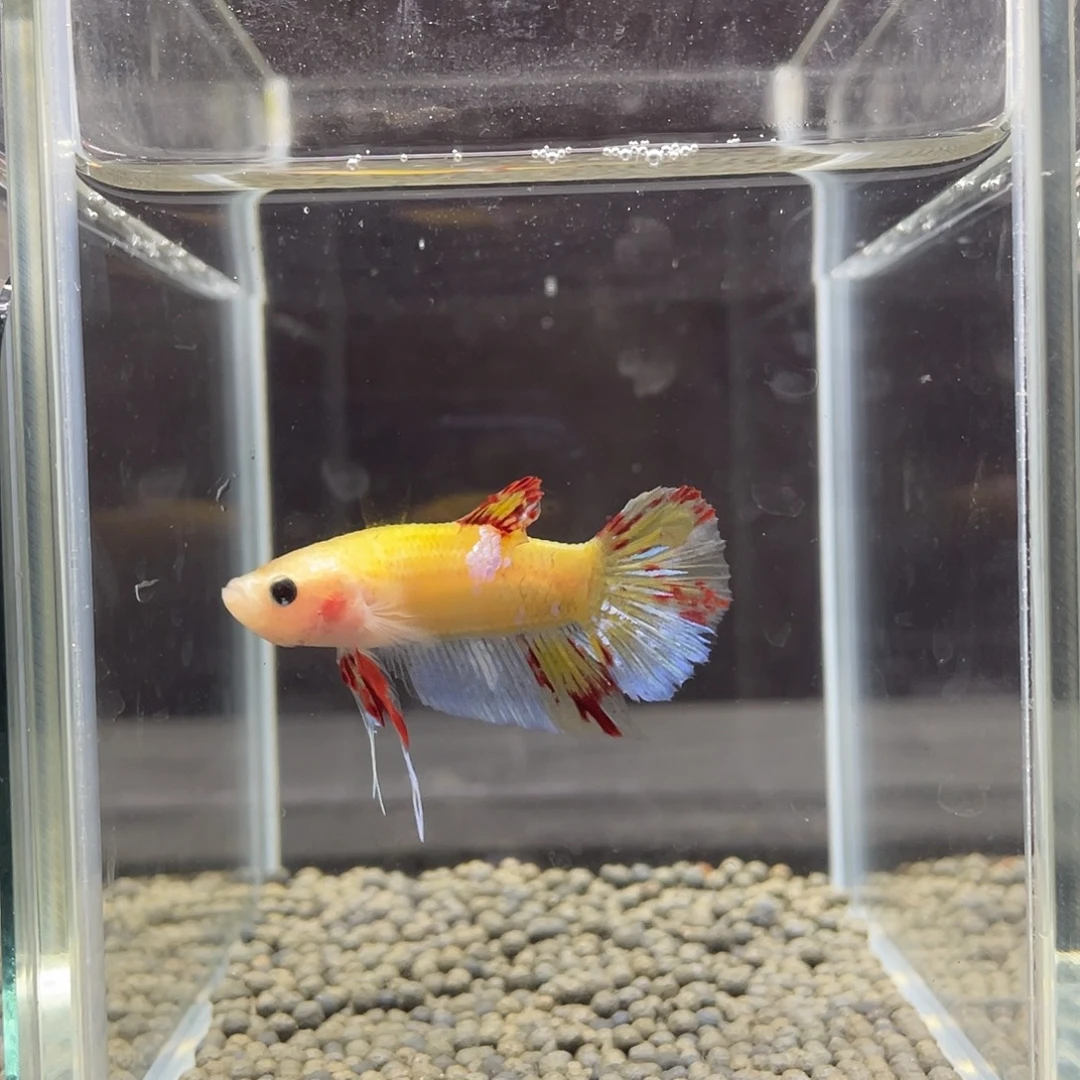 斗鱼46号皮卡丘万兰达公