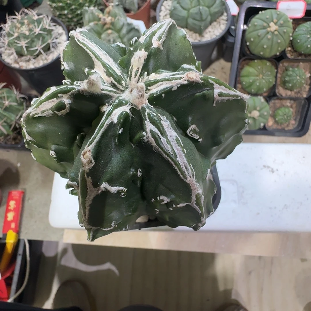 实生核桃冠幅 10.5