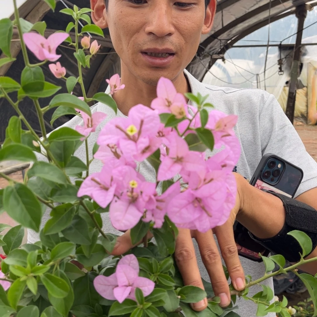 完全开放（眨眼）三角梅会落花落叶会光杆苗有大有小