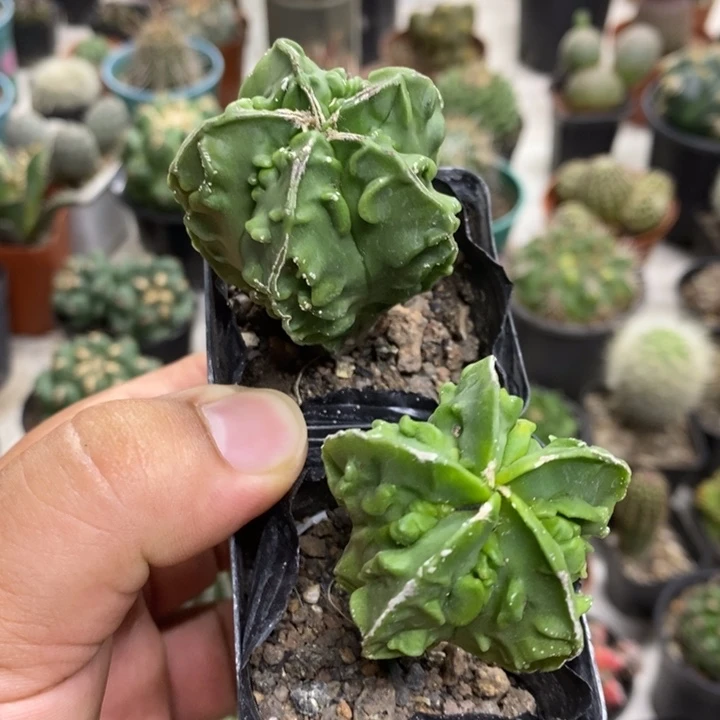 实生核桃两颗特价