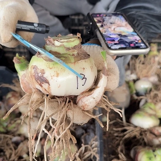 甜蜜妮芙13号9～10厘米 带2个侧 开花包对版