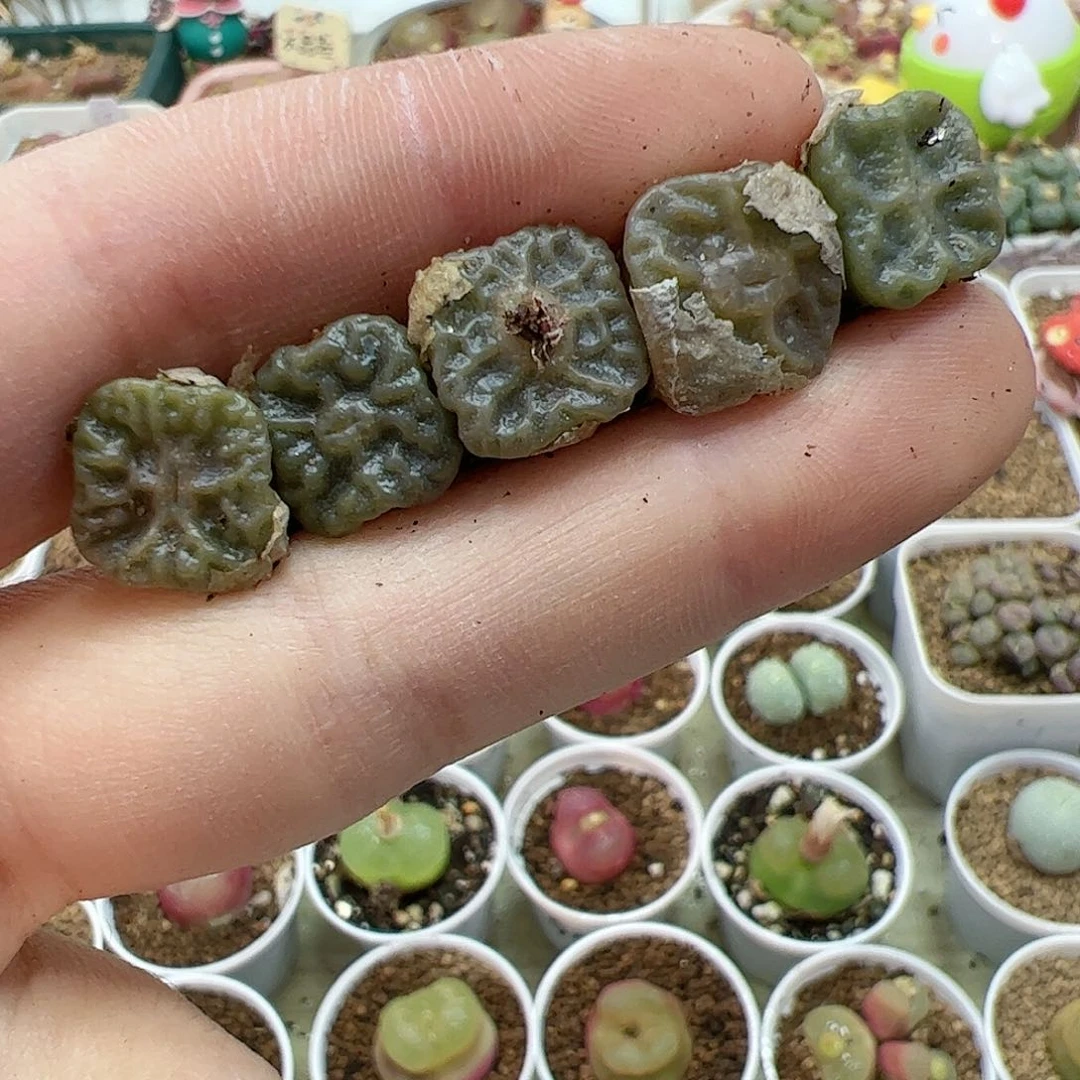 【闪购商品】35 超级方烧卖