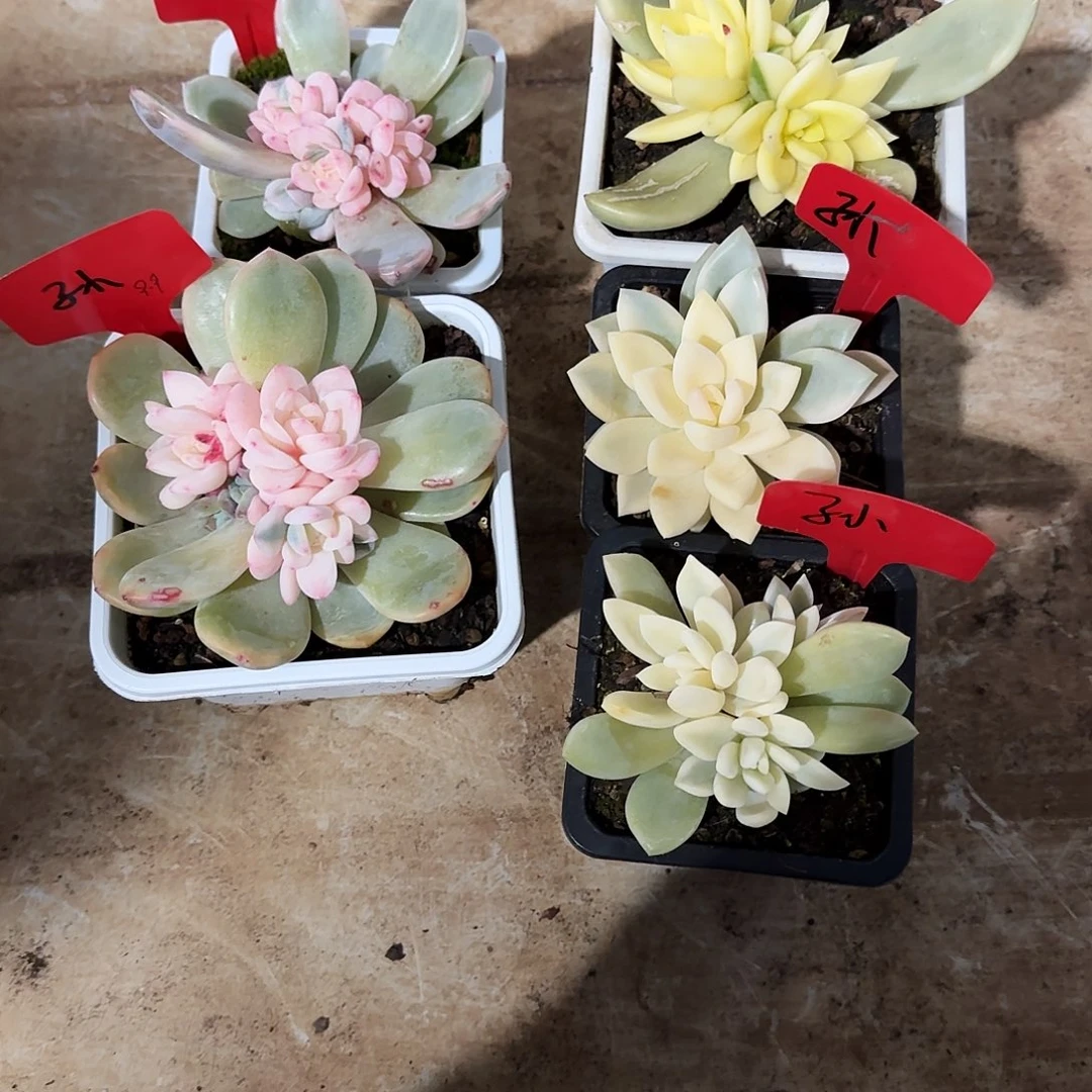 孙*x孙多肉植物锦多肉