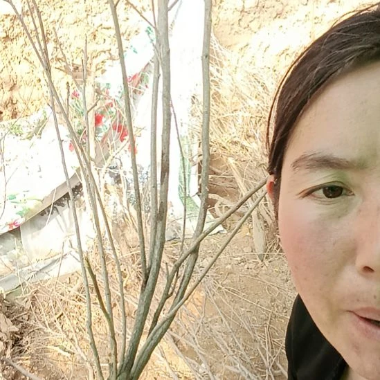 叶***子完全开放文冠树一颗