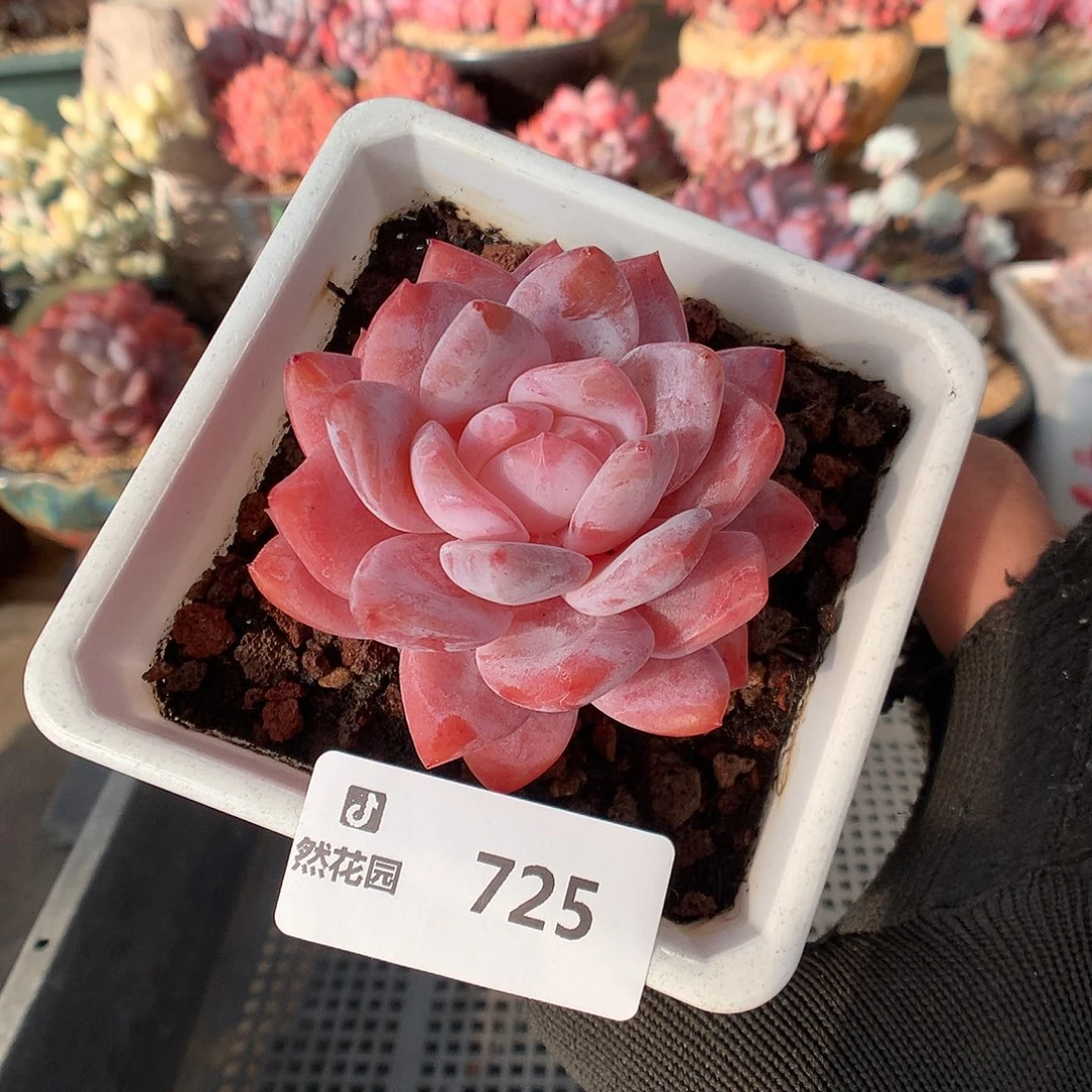 725仙女橙多肉植物666