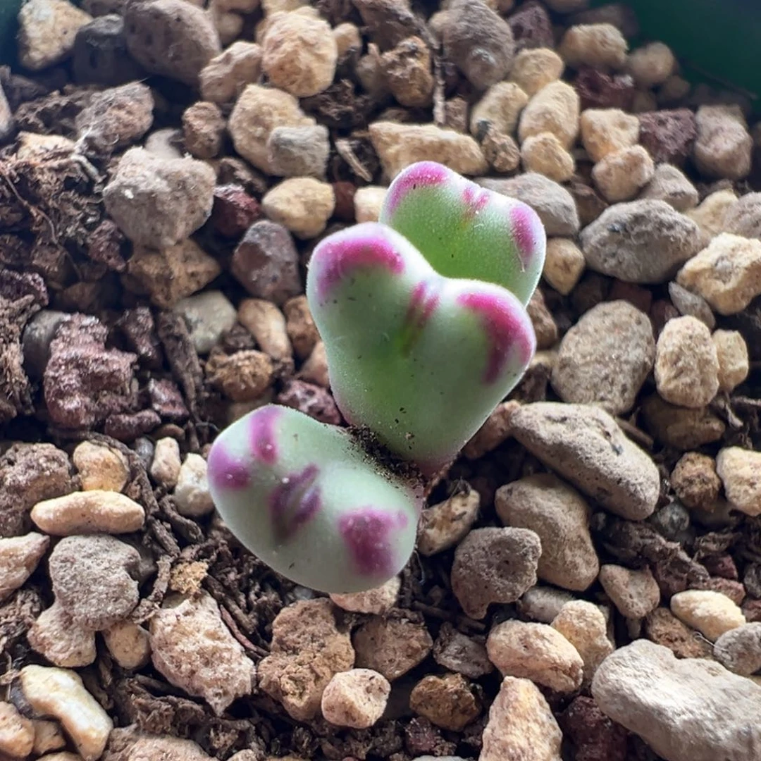 437优选沙文利亚三头