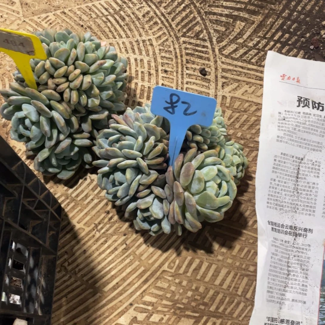 星影缀化多头群生82