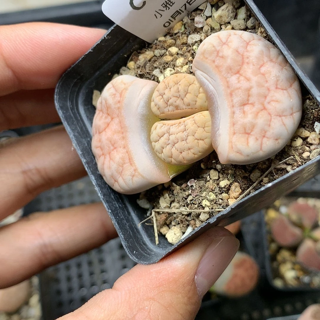 C374多肉植物保护