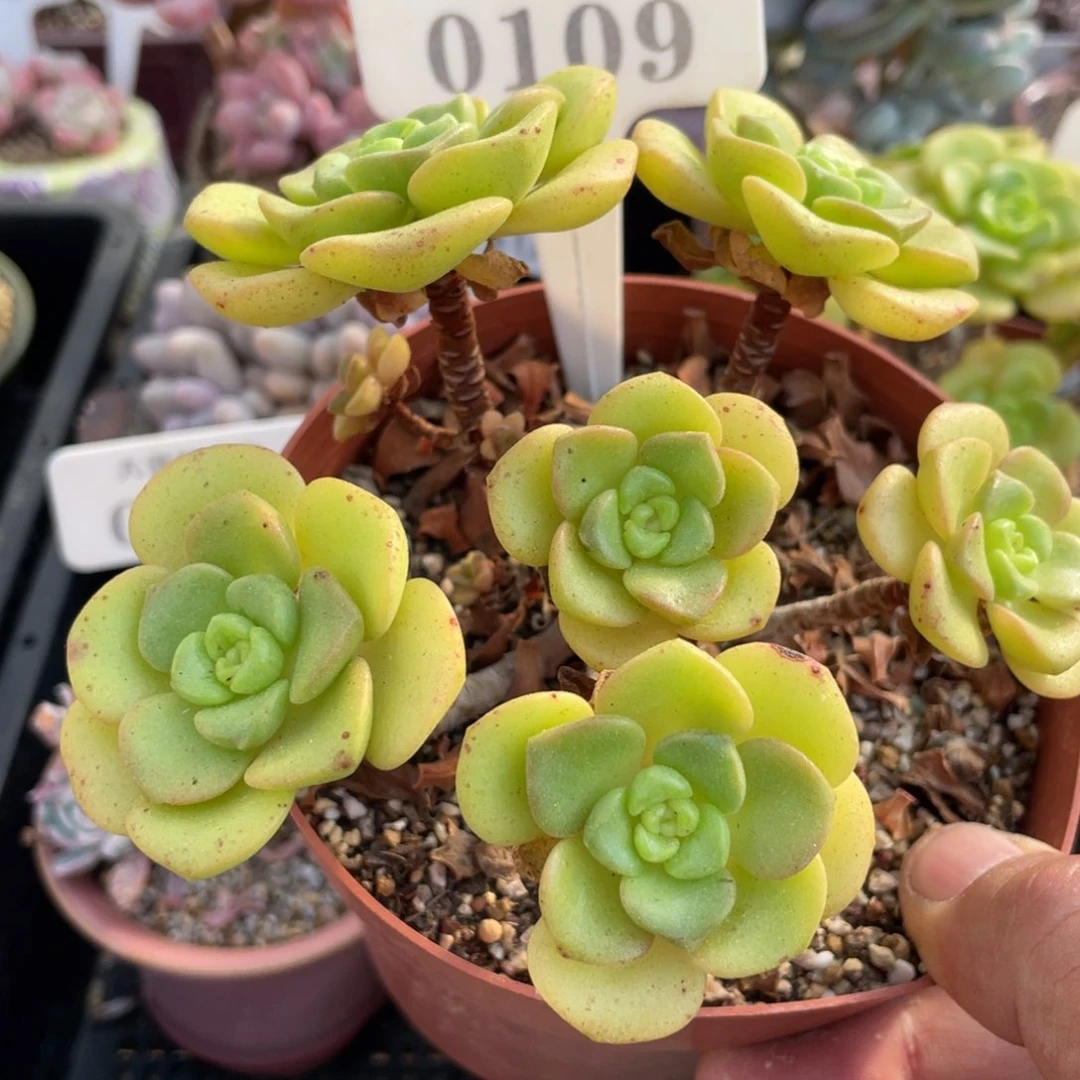 土*0109百合丽丽不带盆13厘米