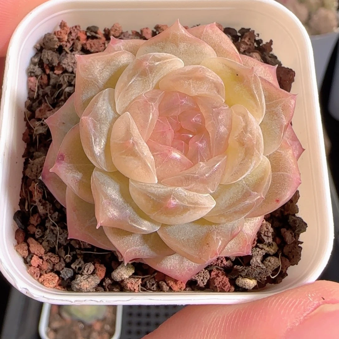 叶***友多肉0102-114珍妮