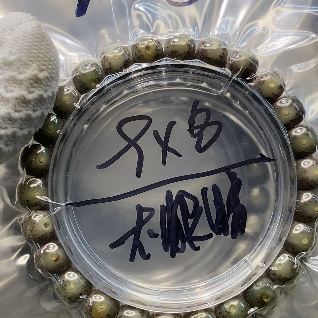 星月菩提手串海南