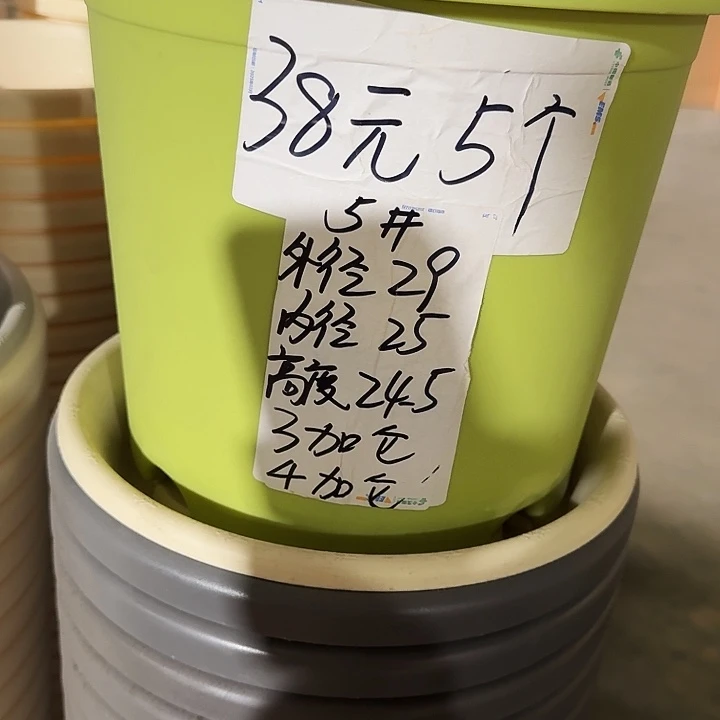四季5号果绿无托10个特价