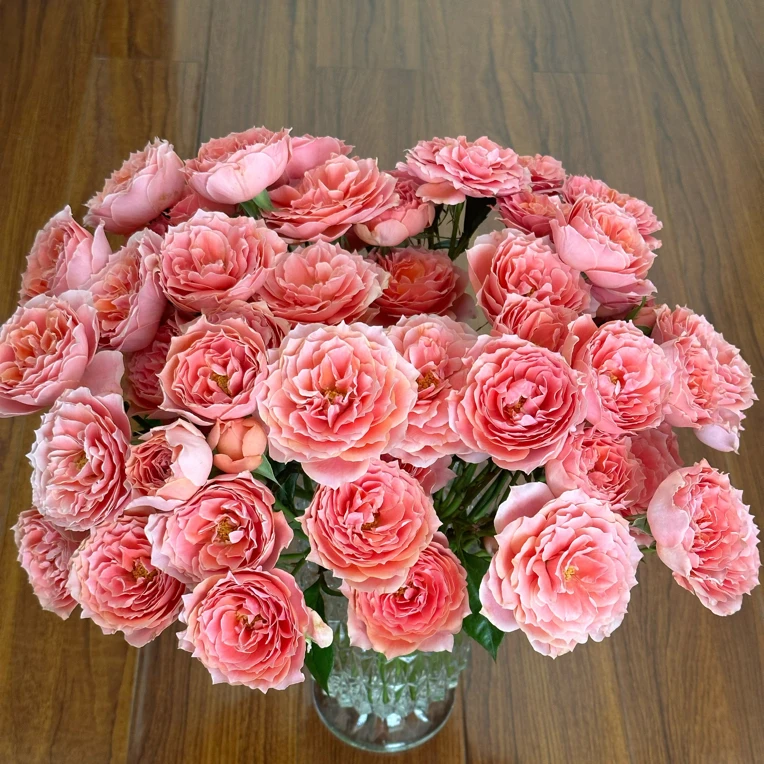 【10枝粉拉拉队】全场任意两单顺丰冷链包邮，0度以下必拍保温棉！