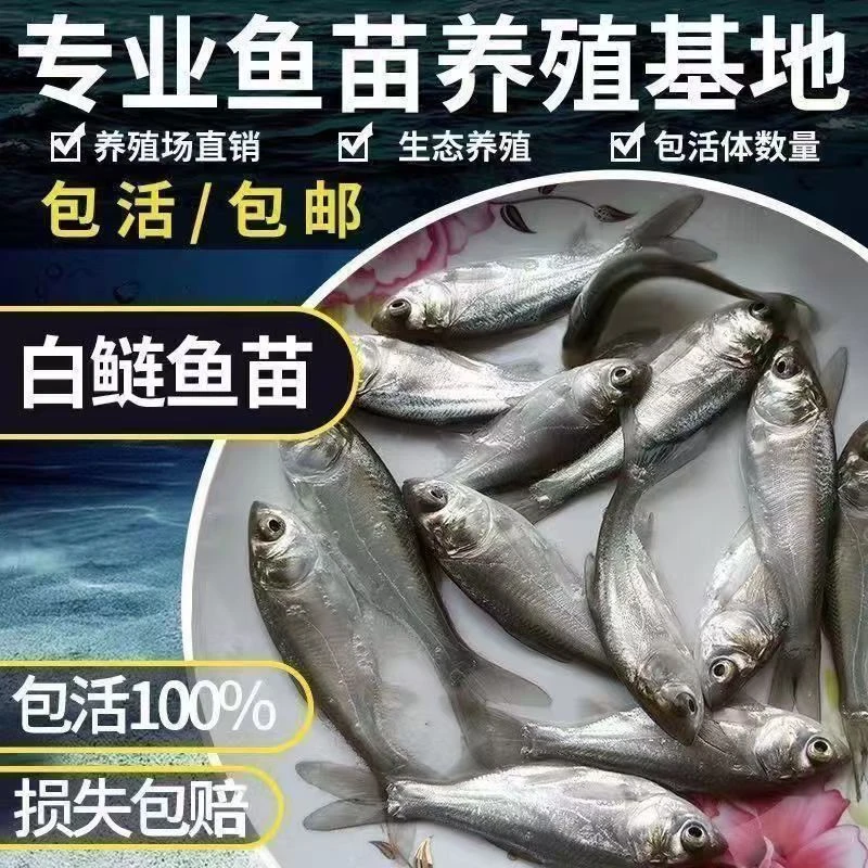 白鲢鱼扁鱼活体观赏鱼广州渔场直发
