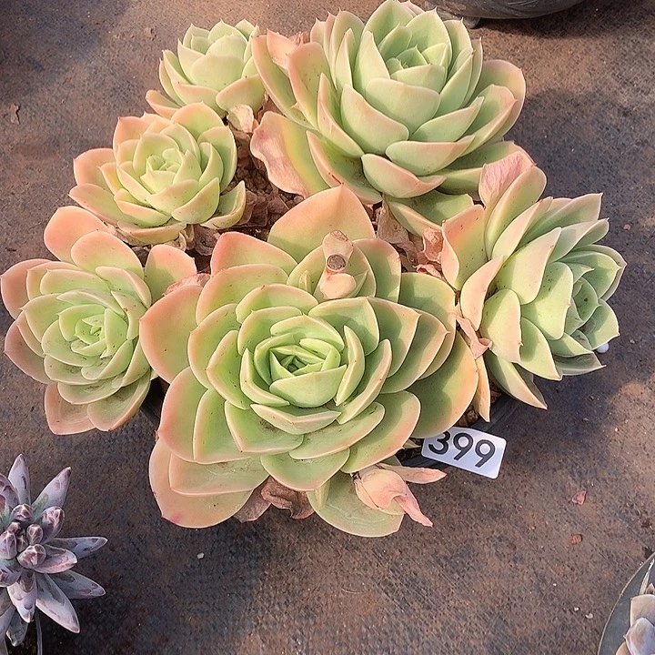 399星纳塔 一物一拍多肉