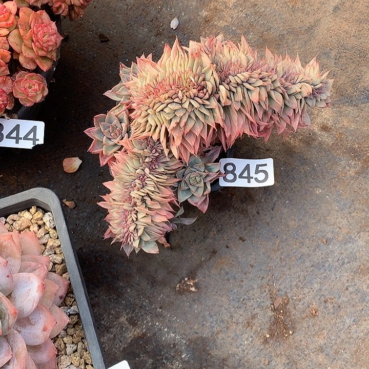 845缀化一物一拍多肉