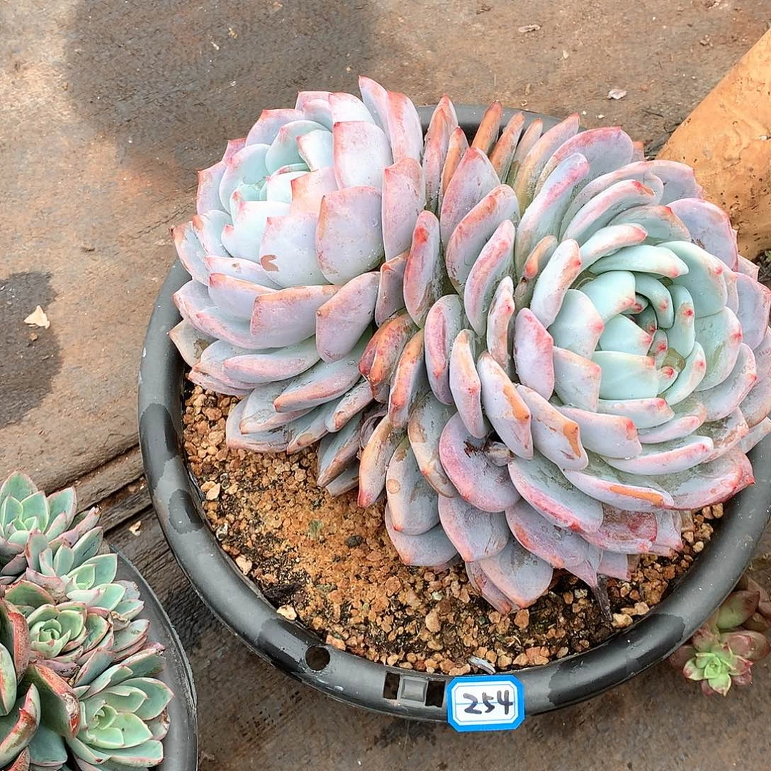 254橙子 一物一拍多肉