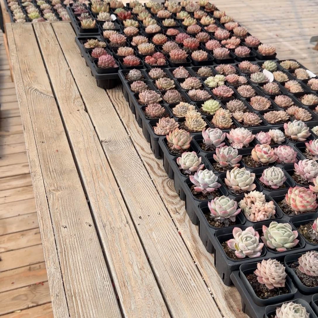 框拍框拍0201-01盲拍16颗