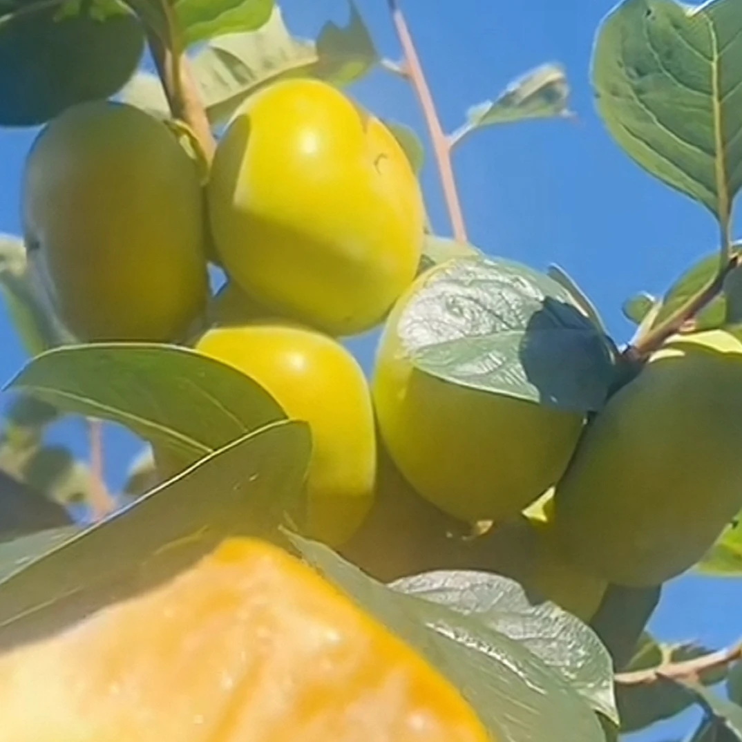 广西高山老树清脆可口甜柿