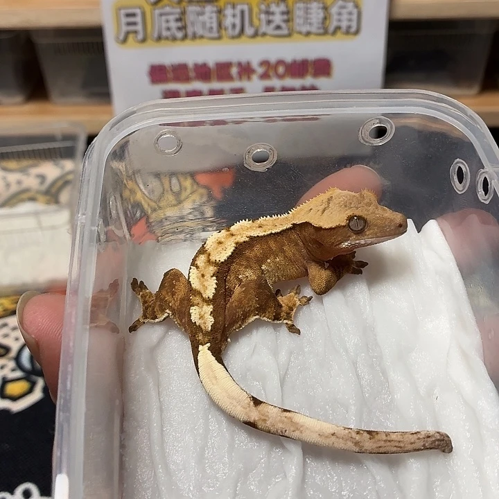 睫角守宫睫角守宫可爱入门