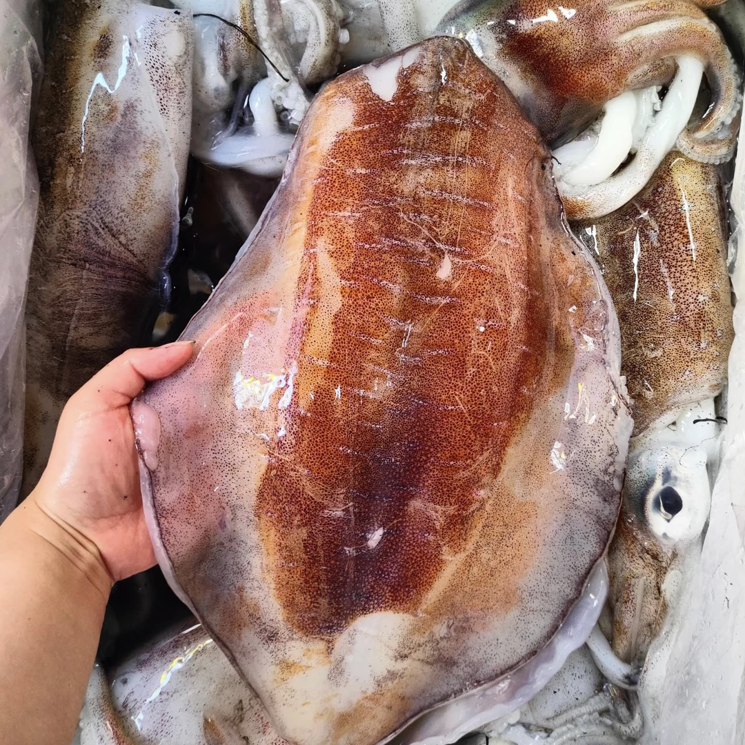 C广东汕尾野生本港野生软丝，大尾鱿