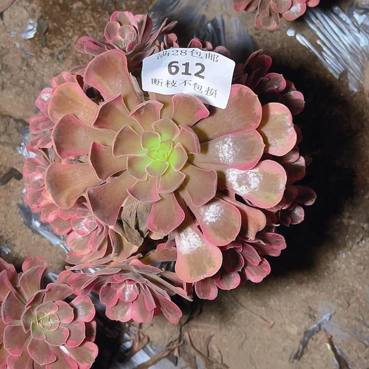 千***马612爱神多肉植物保护