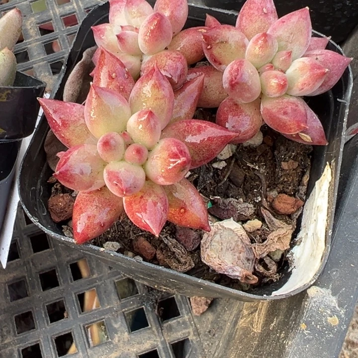 虞美人三头多肉植物