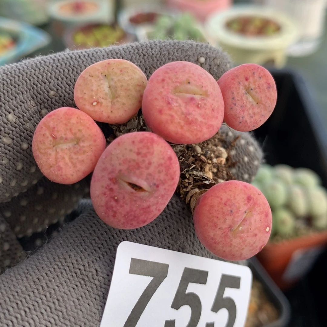 755饼嘴母本一颗