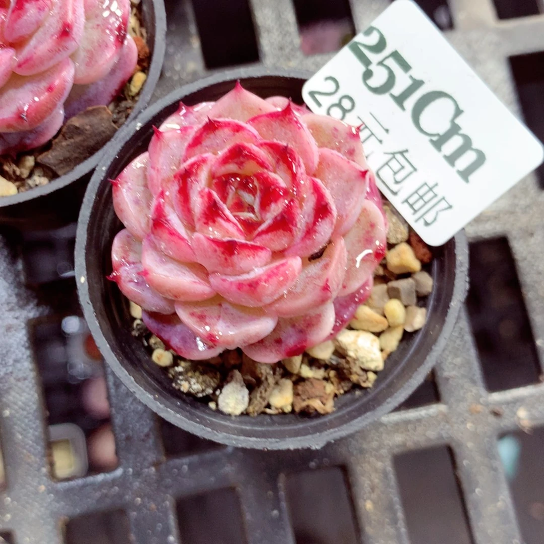 5厘米盆精控多肉251