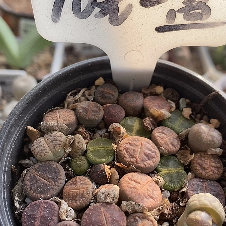 生石花组合带盆发货