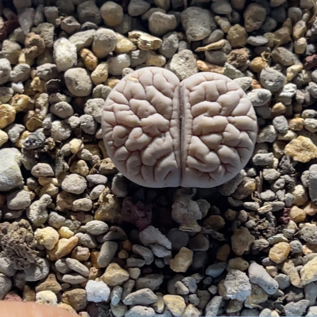 5651双白底189尺寸1.8