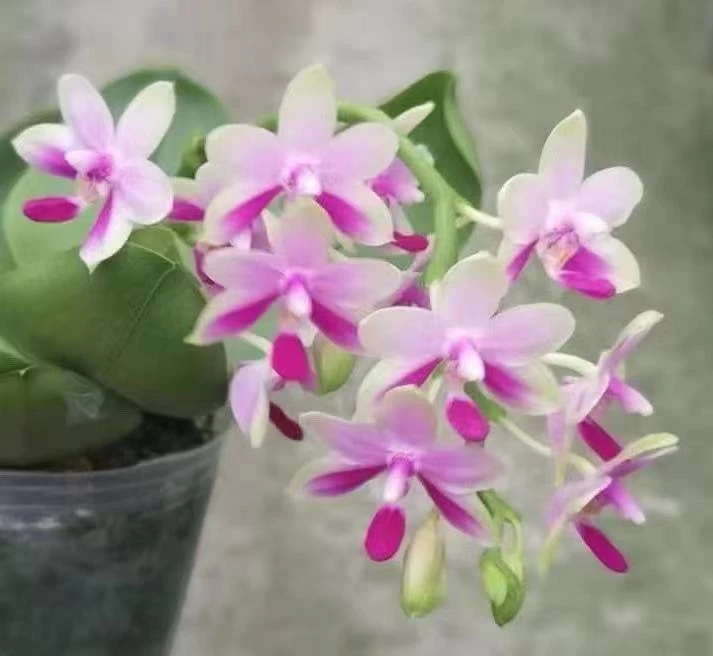 1.7寸 木126香妃-苗 【叶瑕 少根】 原生趣味兰 蝴蝶兰